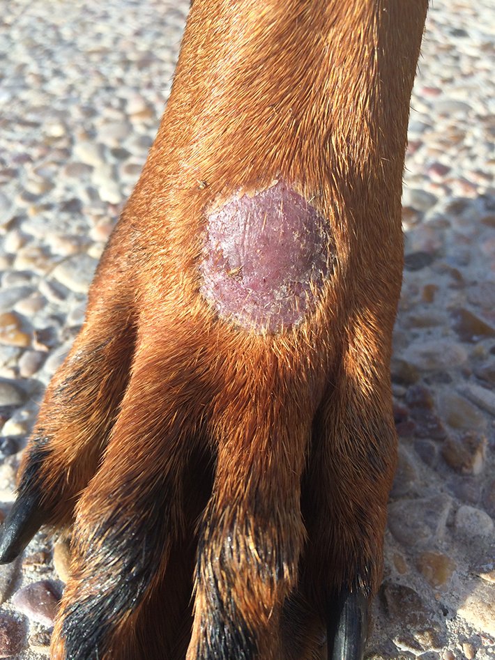 Acral Lick Granuloma - Lazy Paw Vet Library