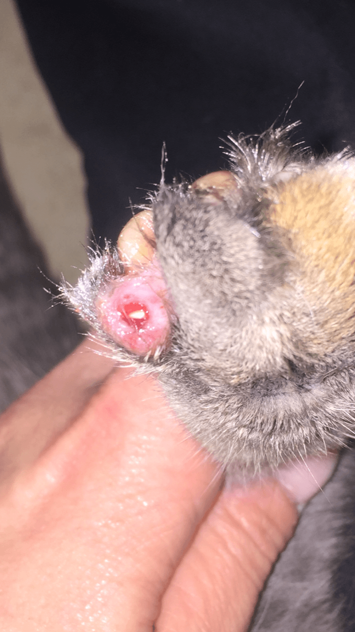 Abscesses in Common House Pets Lazy Paw Vet Library