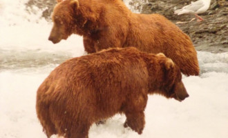 Image of 2 bears