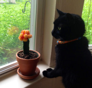 Make sure a new plant is not dangerous for your cat before placing it in her reach.