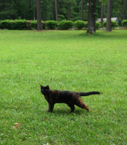 Cats who spend time outdoors should be vaccinated for Feline Leukemia Virus to remain protected.