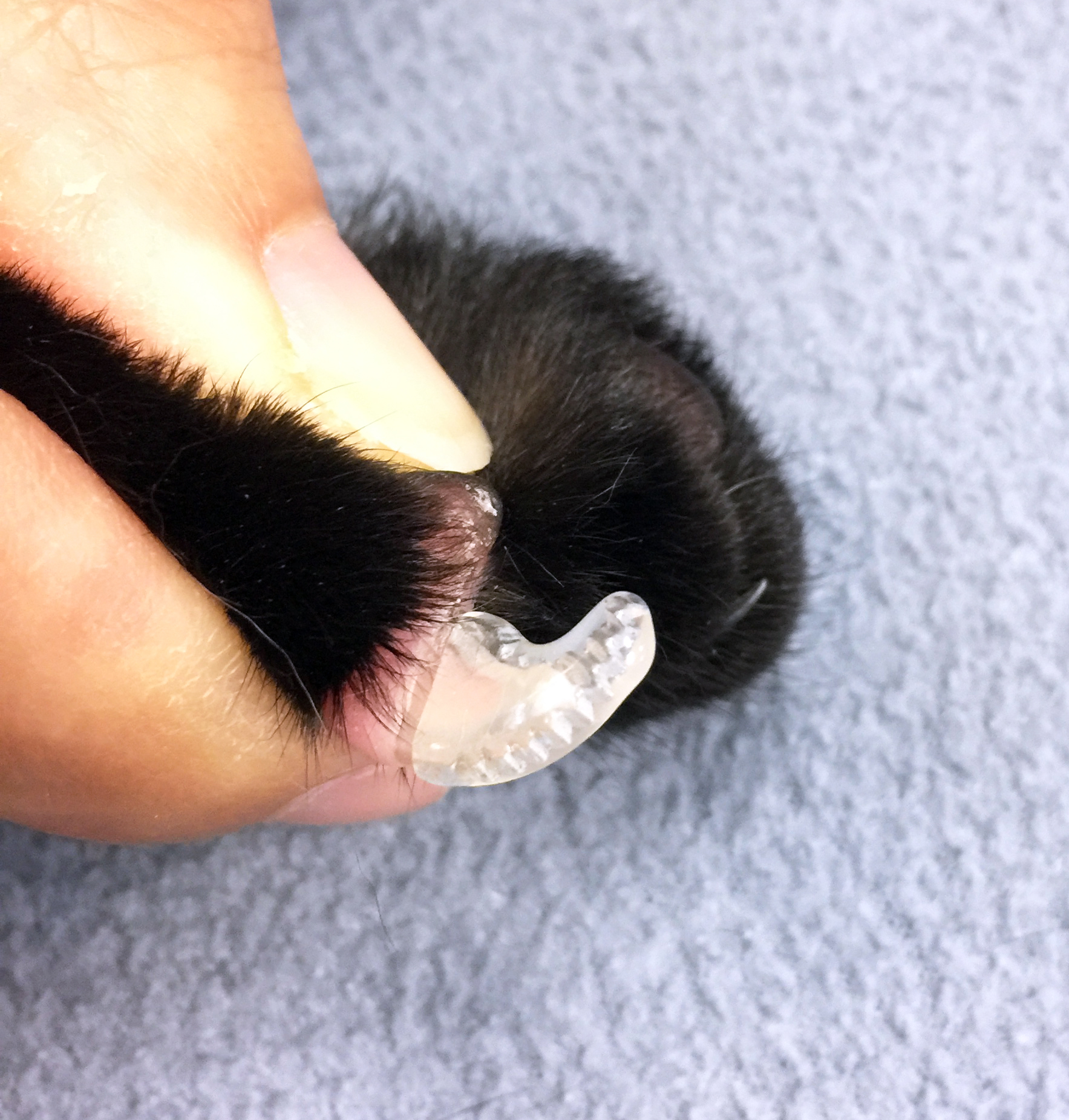 Alternative to Declawing a Destructive Cat? Nail Caps for your Home and your Cat