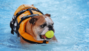 canine lifejacket