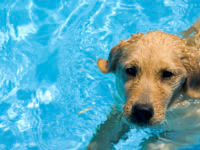 dog swimming safety
