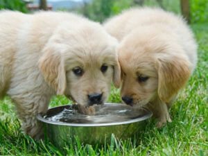 fresh water for your dog