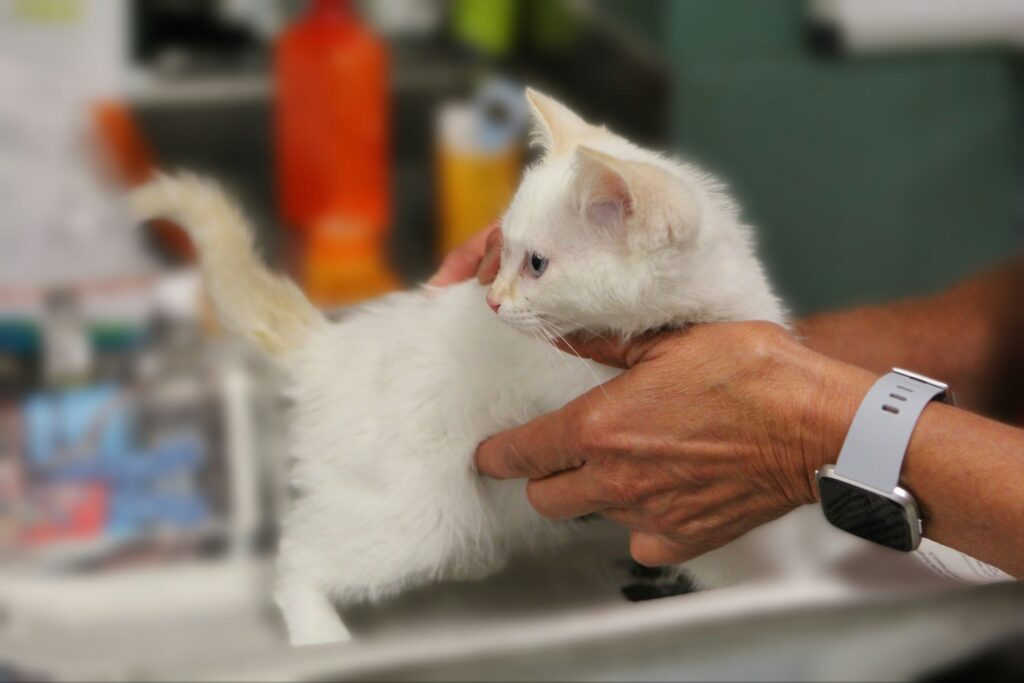 Small white kitten getting a checkup at the vet