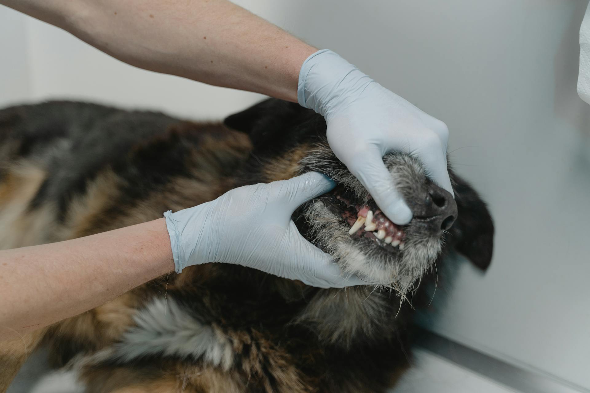 Older dog having its teeth checked by a veterinarian