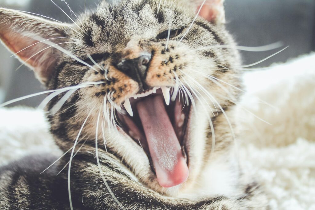 Close-up on face of a grey cat yawning and showing it's teeth.