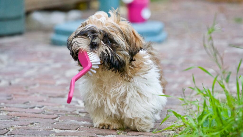 Brown and White Shih Tzu carrying a pink dish scrubber in its mouth