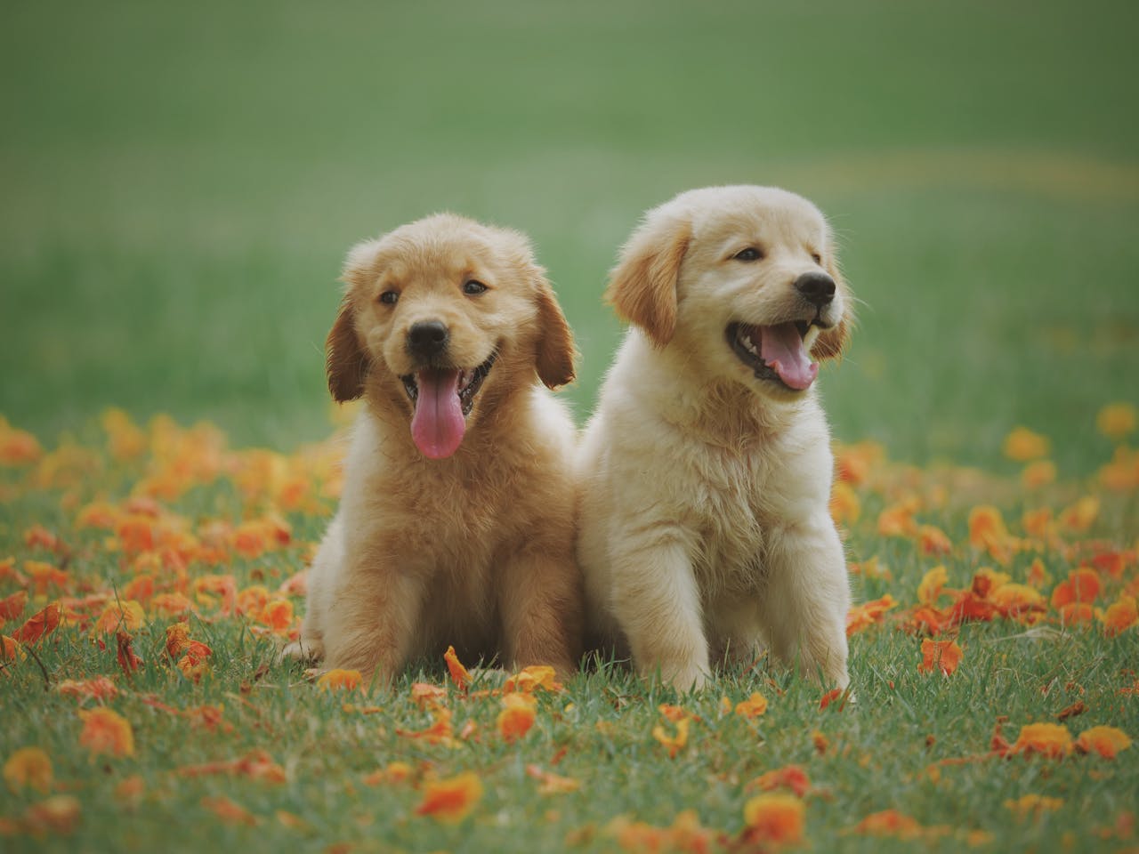Two golden retriever puppies sitting in leaves