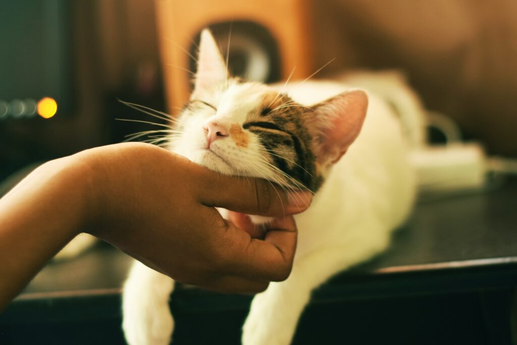 Woman's hand scratching the chin of a white and brown cat.