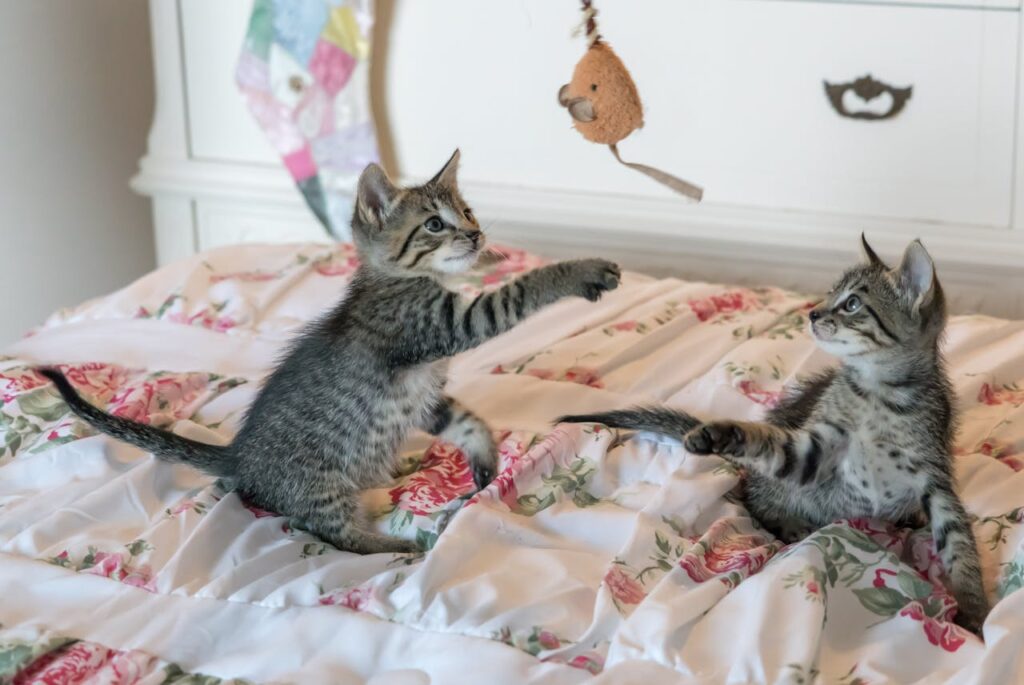 Two tabby cats playing with a toy mouse on a floral comforter.