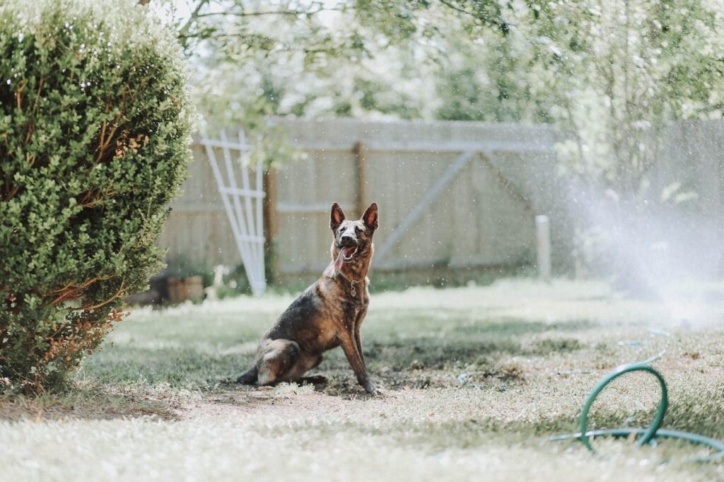German Shephard sitting in yard, cooling off next to a sprinkler