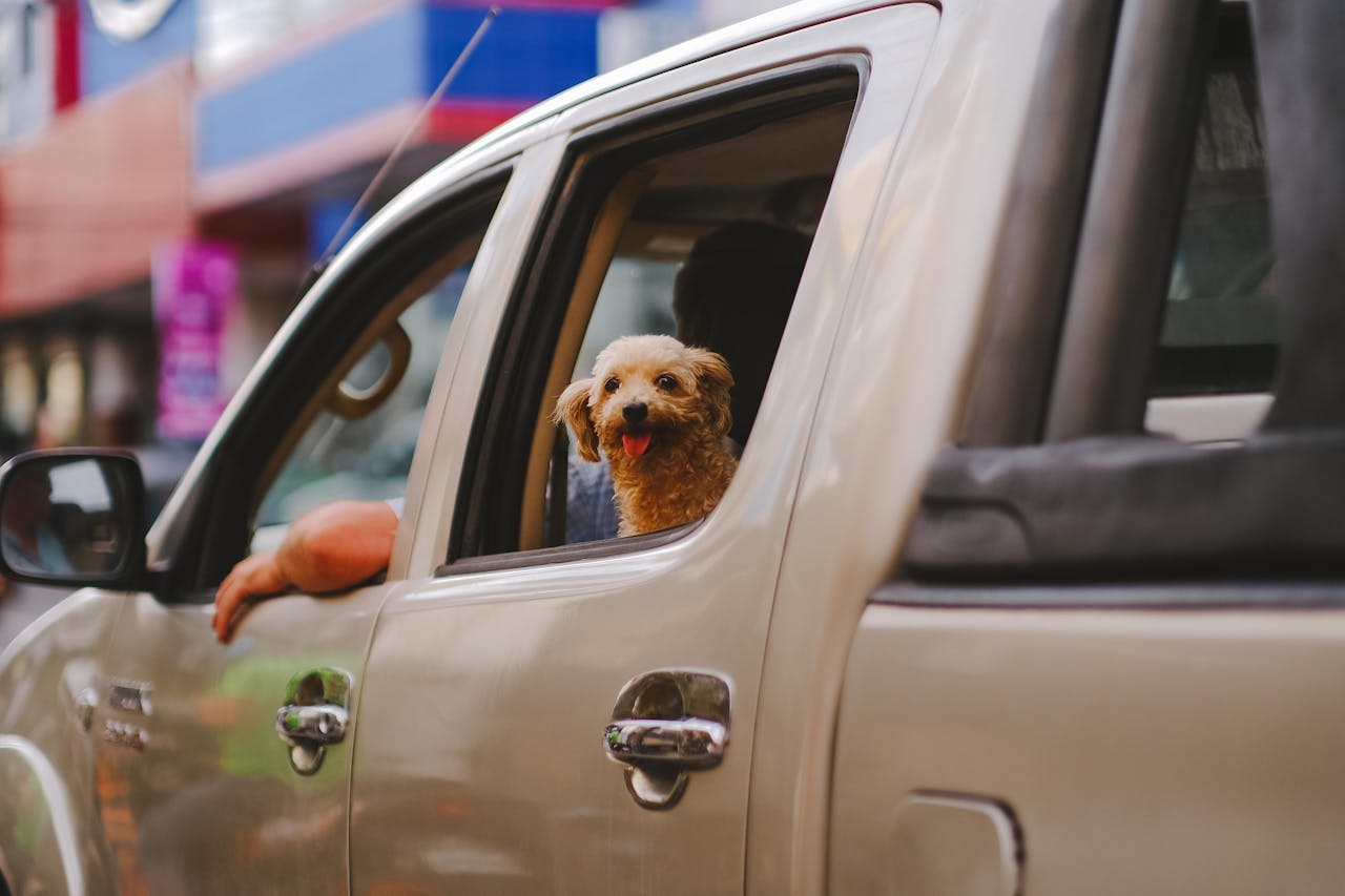 A man and his dog riding in his truck