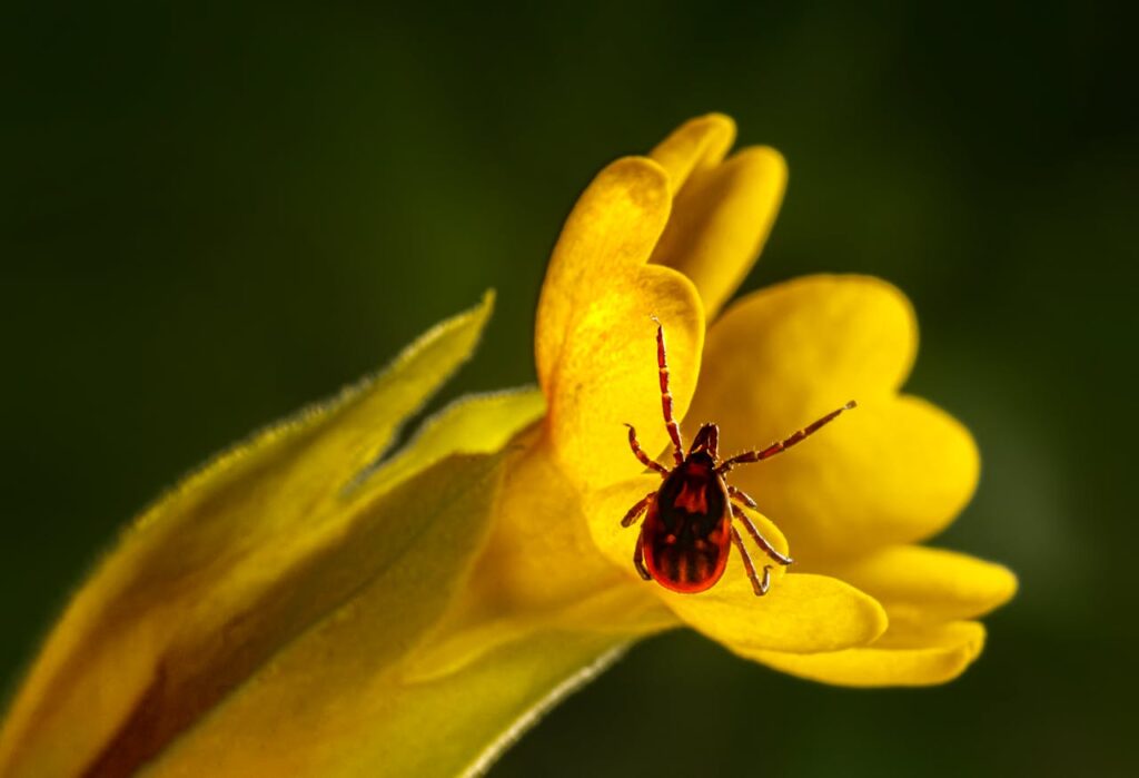 Close-up image of a brown tick on a yellow flower.