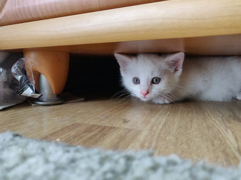 Small white kitten hiding under a couch