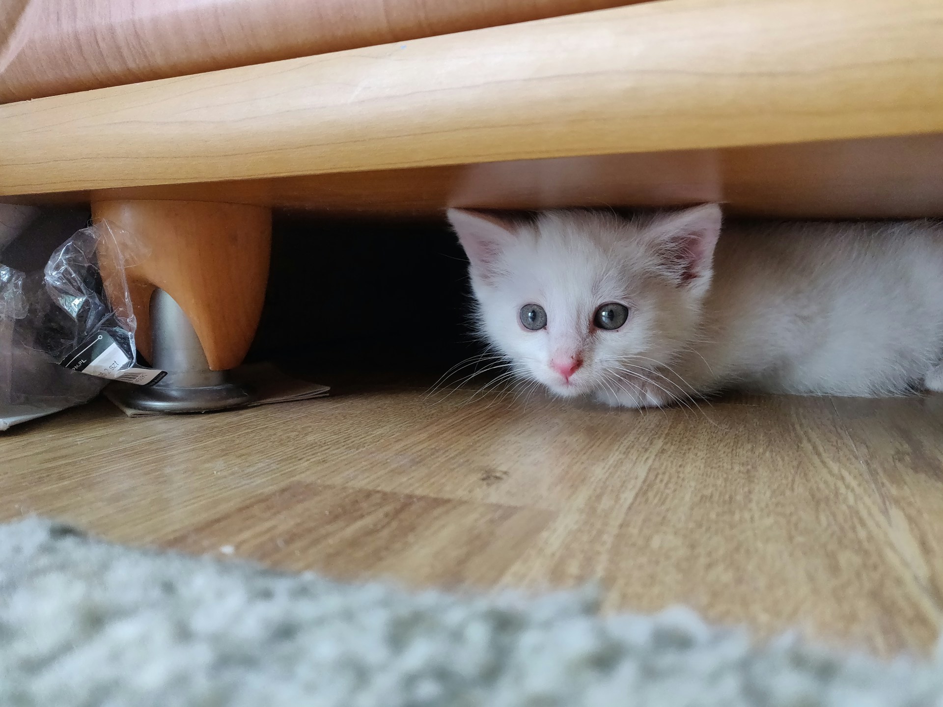 Small white kitten hiding under a couch