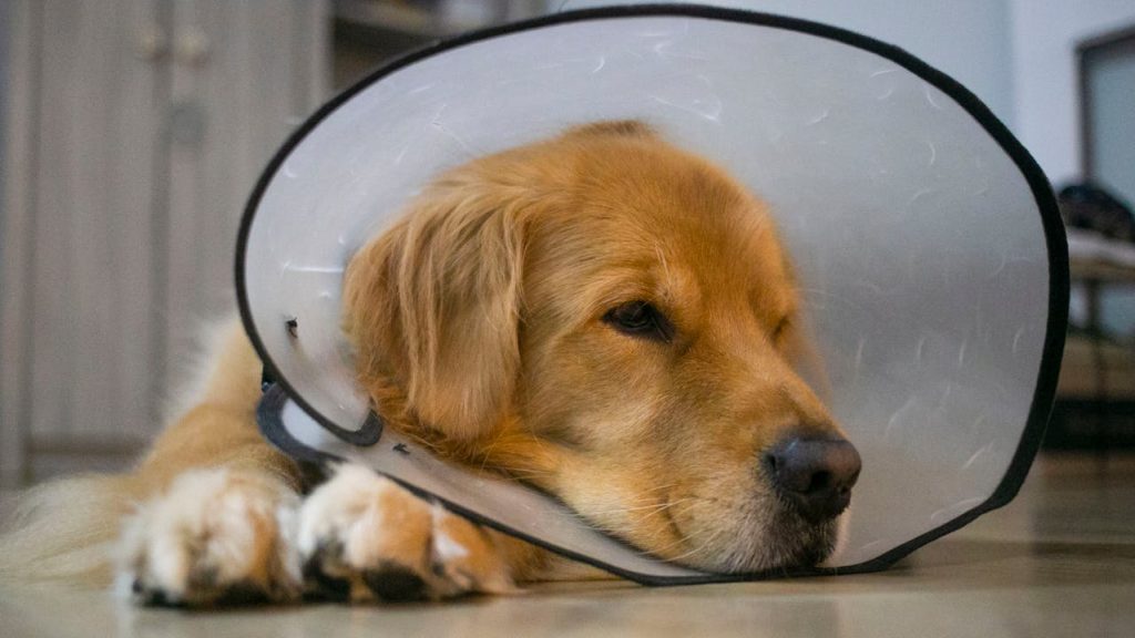 Golden retriever laying on the floor wearing an E-collar (cone of shame)