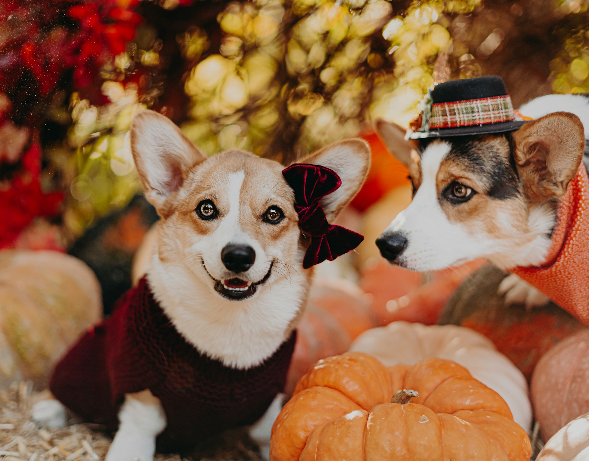 Two Corgis dressed up with a fall background and sitting next to pumpkins