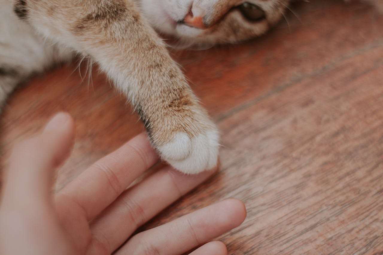 Cat laying down with its paw on owner's hand