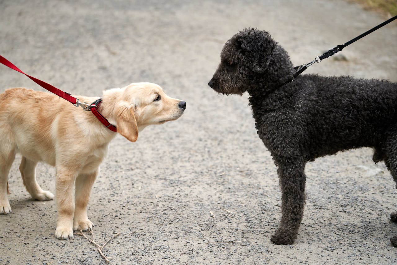 Golden Retriever puppy meeting black Poodle puppy on a walk
