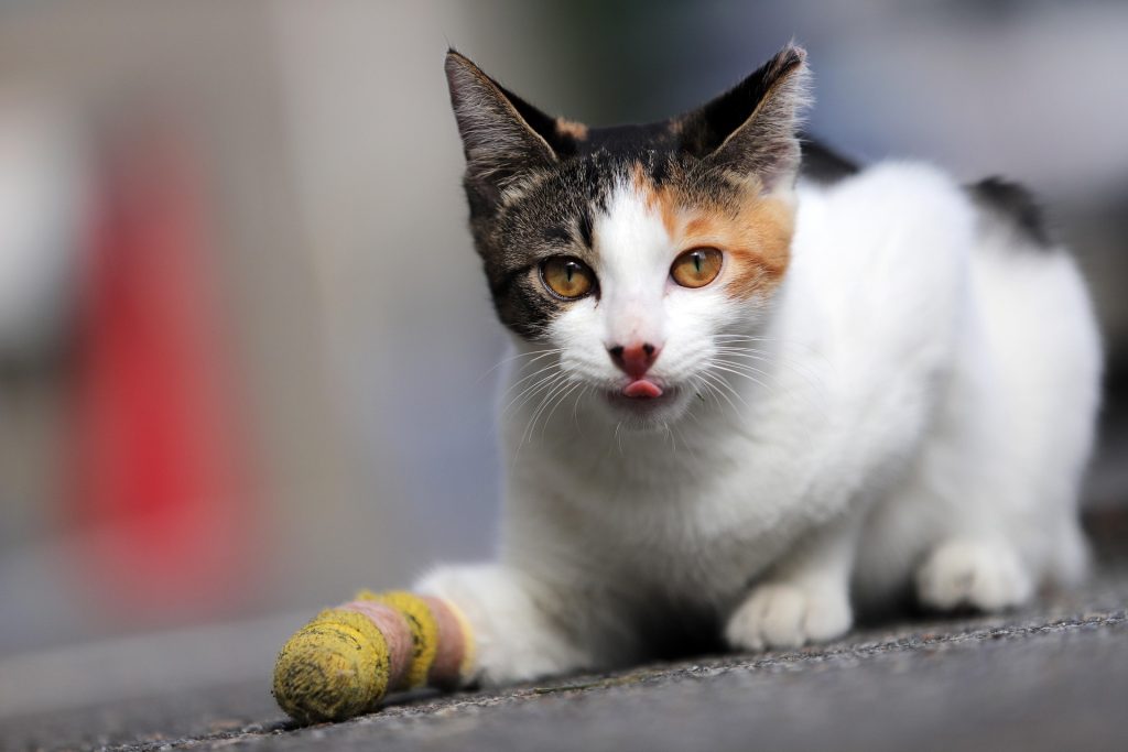 Calico cat laying with a yellow wrap on its injured front paw