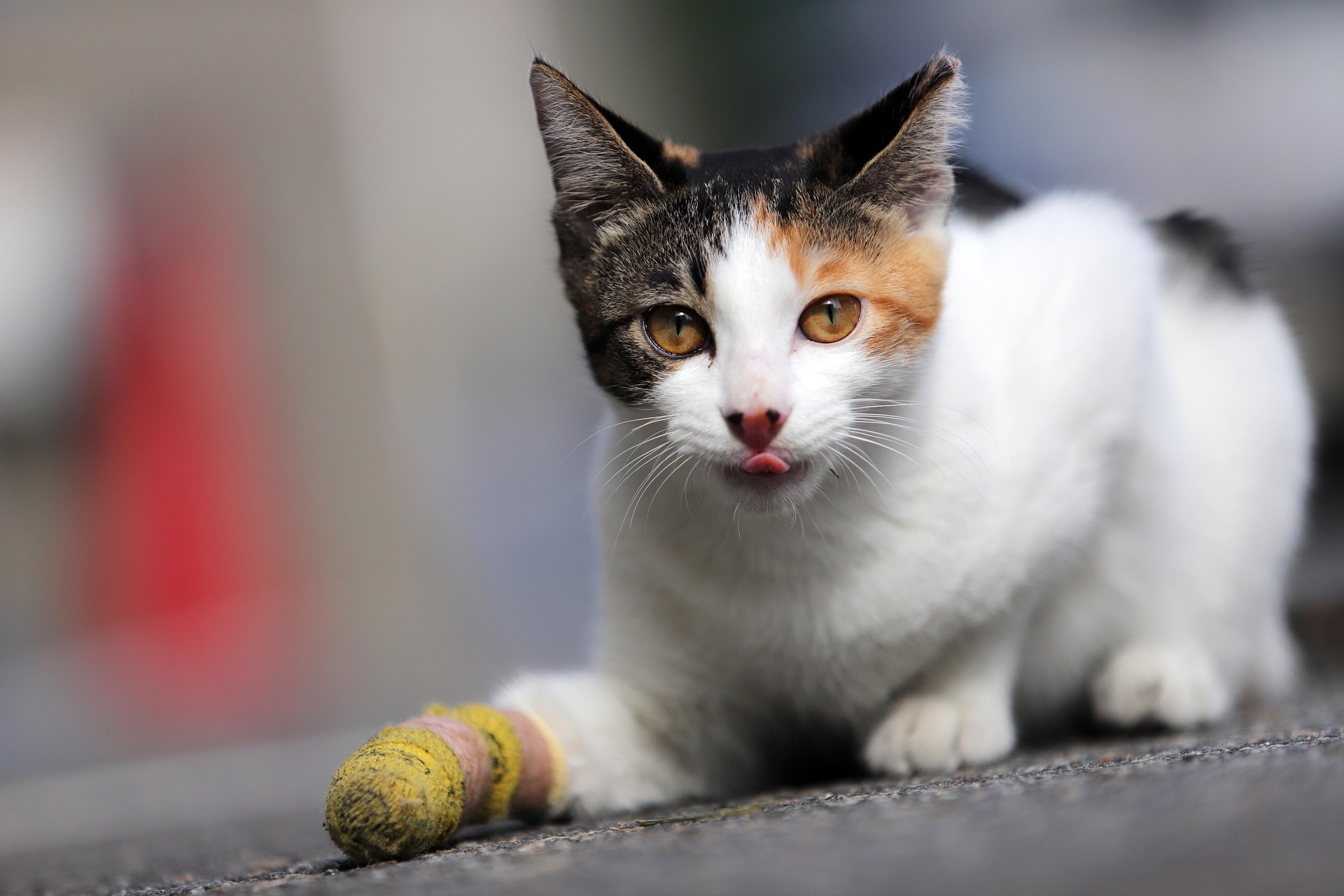 Calico cat laying with a yellow wrap on its injured front paw