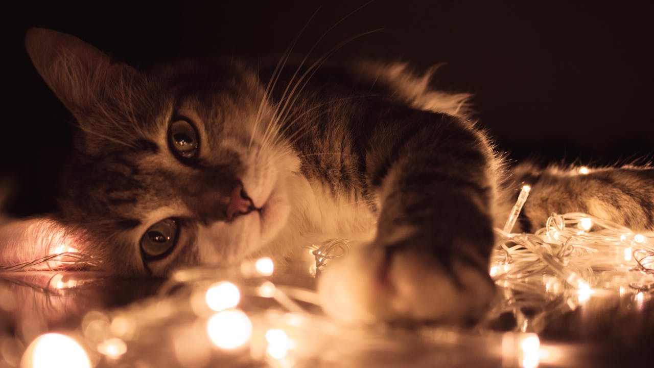 Small grey cat laying on a string of white Christmas lights in the dark.