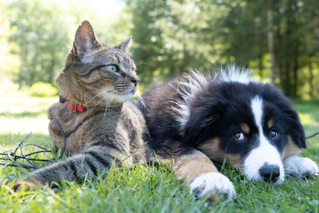 Is it safe to microchip your pet? Learn the safety and benefits of pet microchipping, and how it provides reliable, lifelong identification protection.