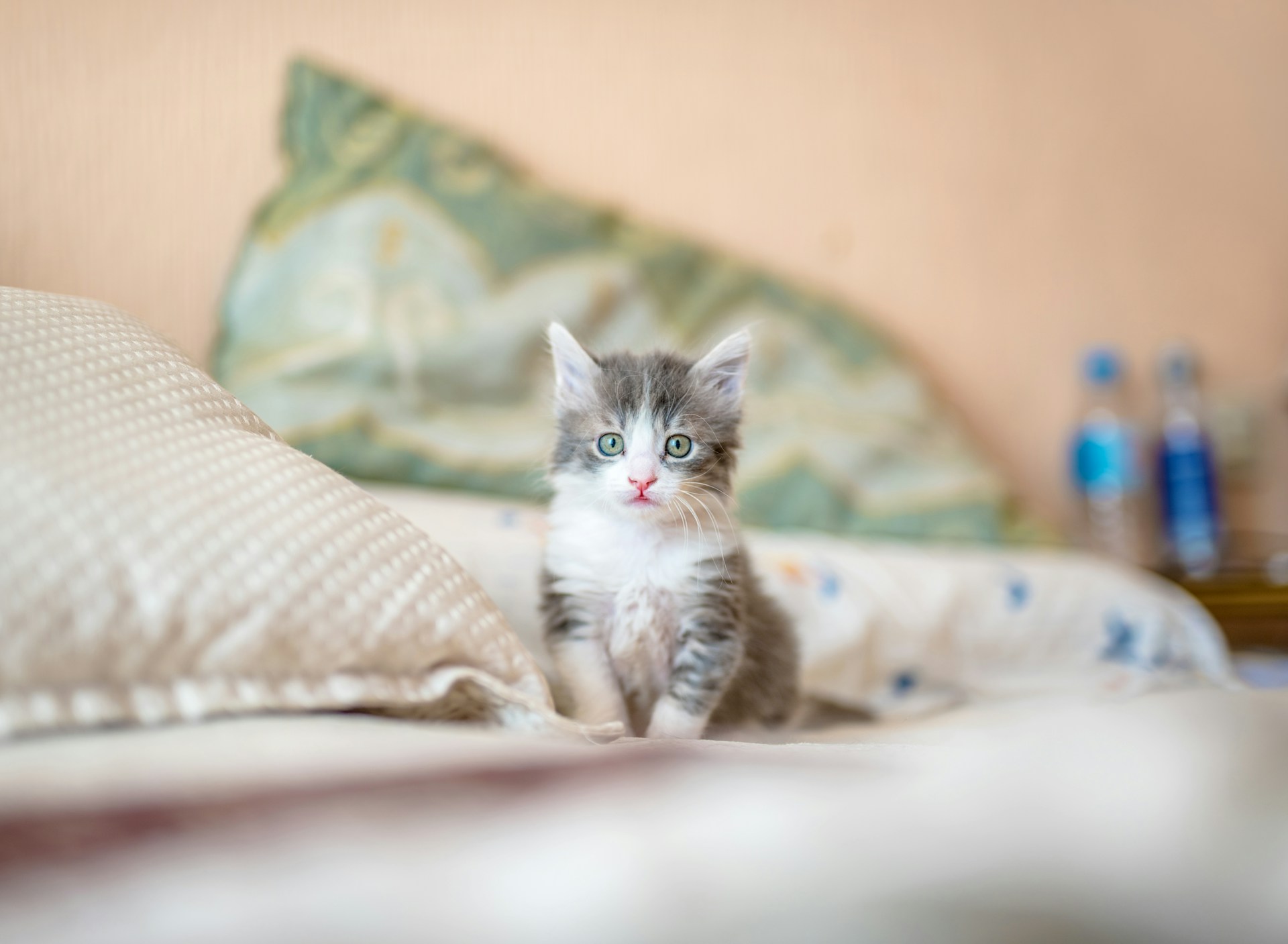 Adopting a kitten soon? Make sure you follow this new kitten checklist so you have the proper supplies, space, and vet services.