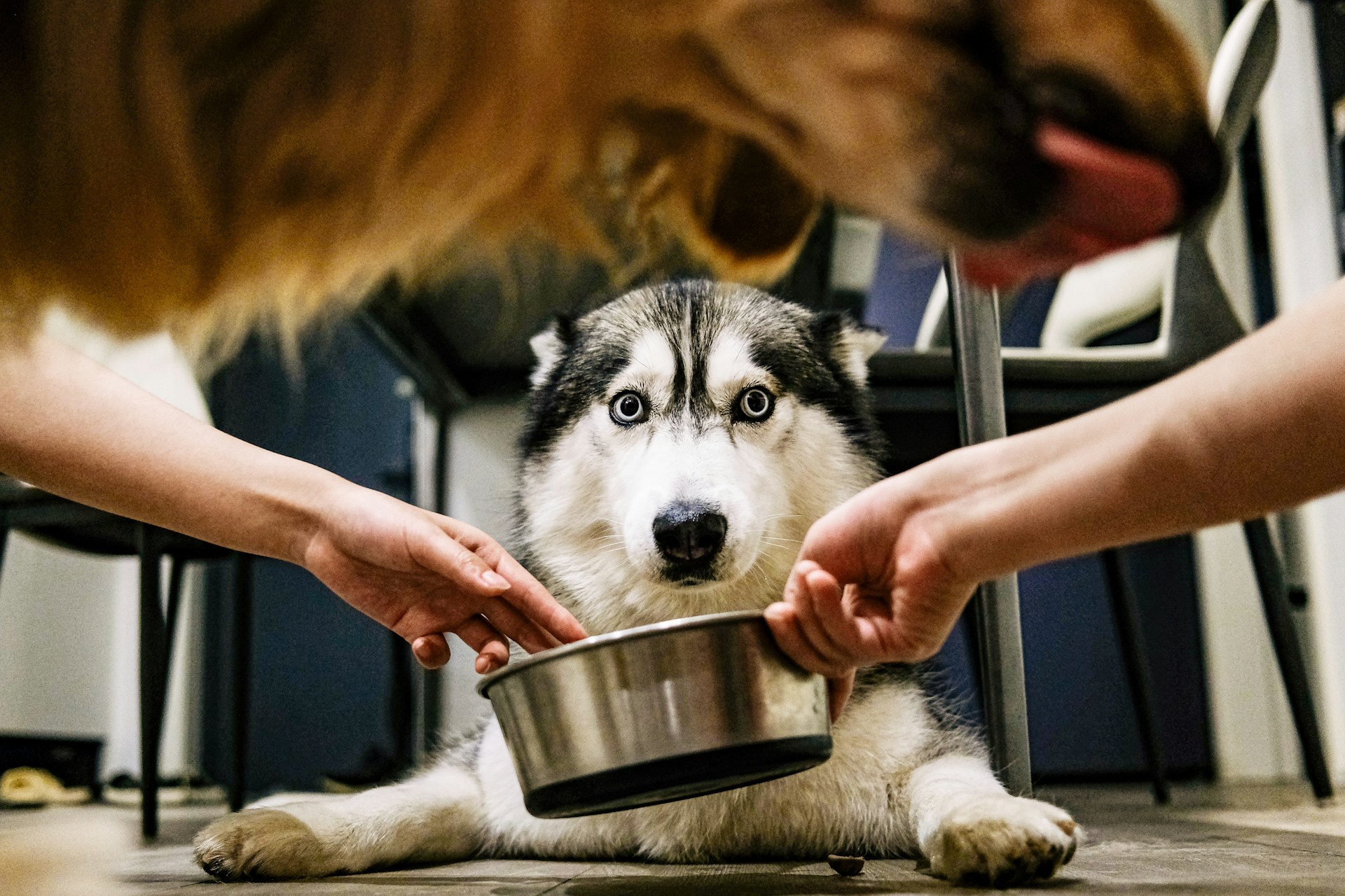 Beware the dangers of shared water bowls for puppies! Diseases like leptospirosis and parvovirus can be deadly if your pup isn’t vaccinated
