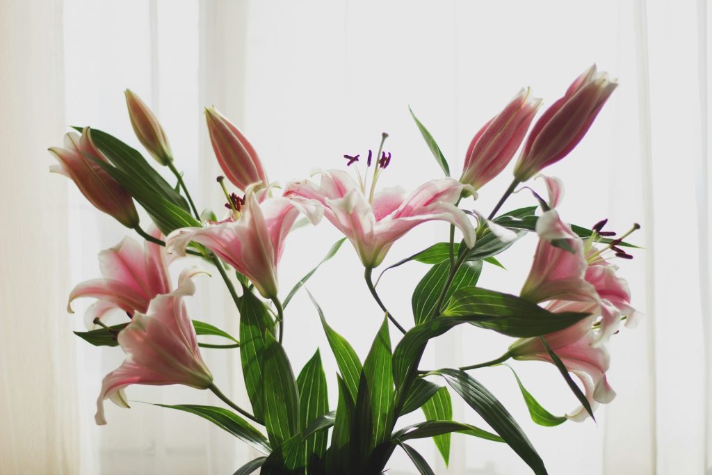 Lilies can cause fatal kidney failure in cats. Call your vet or the ASPCA Poison Control hotline if you think your cat needs help.