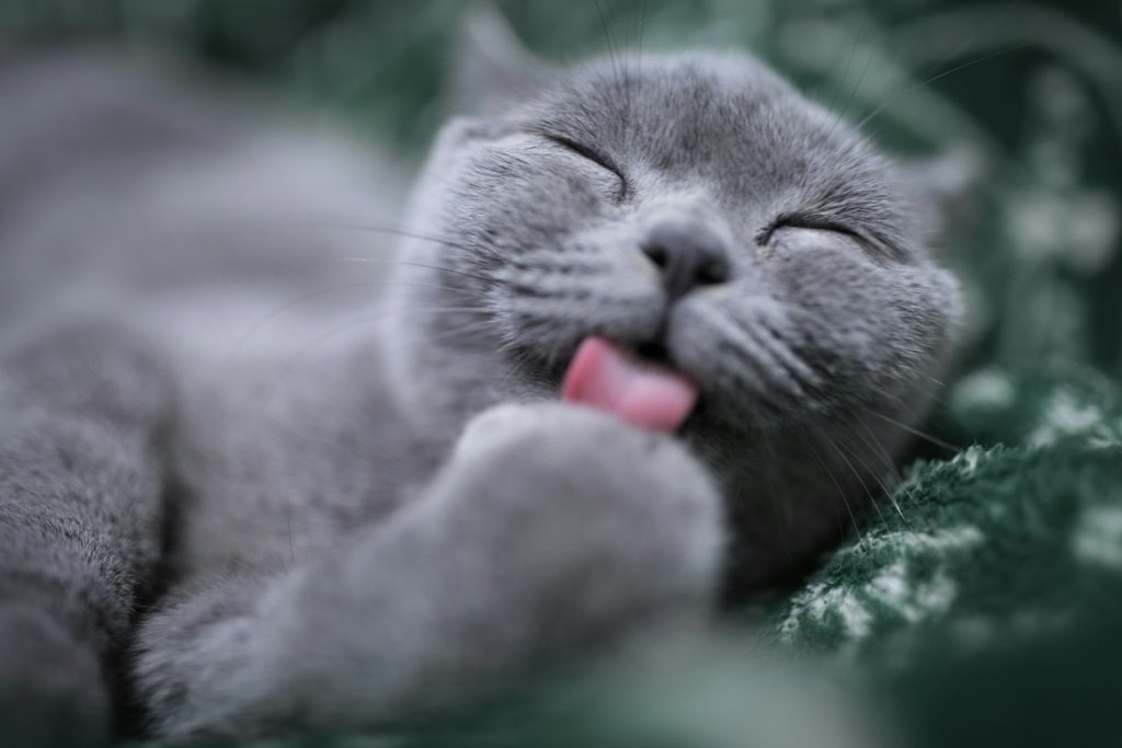Hairballs are normal to a certain extent. Grooming your cat is important to help reduce the dangers of hairballs.