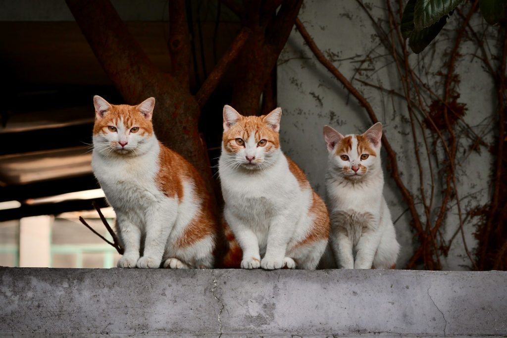 Do you have multiple cats? Our vets share basic tips how to keep them from eating each other’s food and how to recognize the signs of stress.
