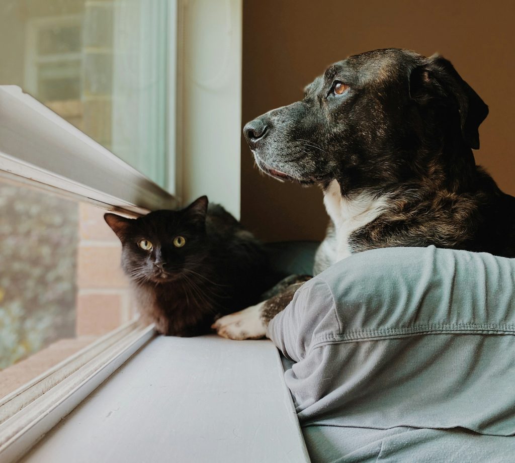 Cats and dogs can live together. The first few days are critical. Let them smell each other, use baby gates, and supervise interactions.