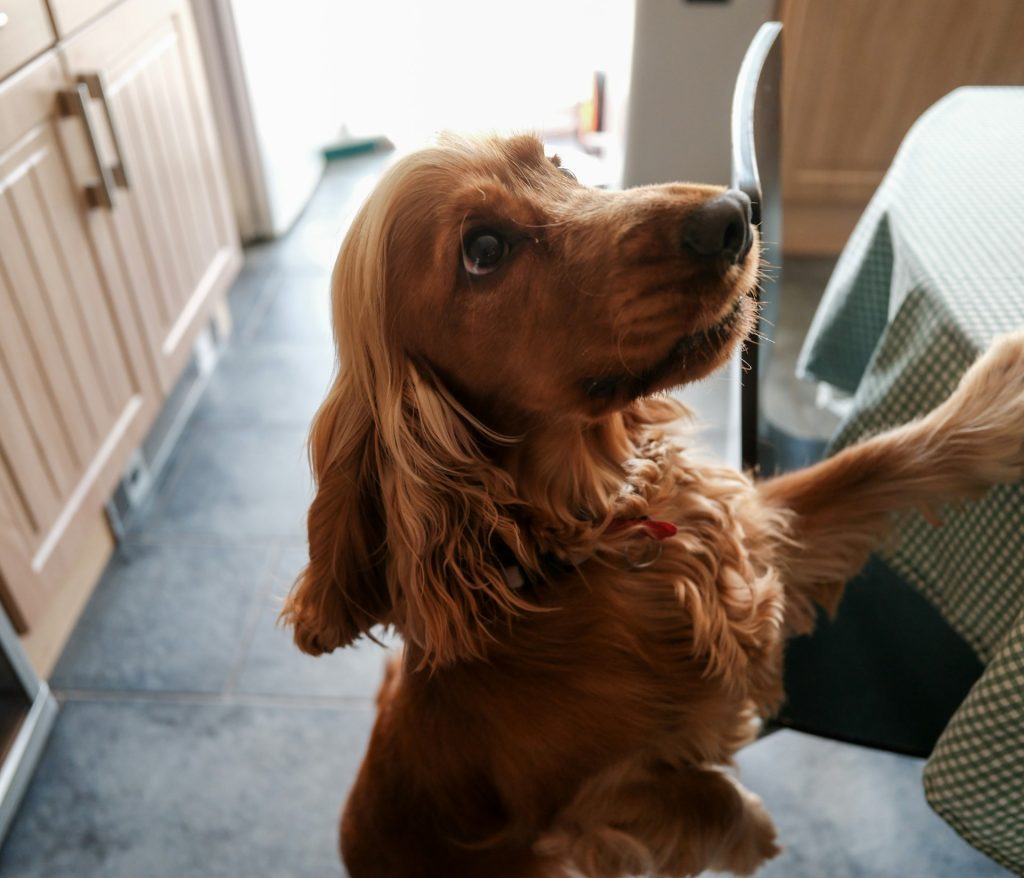 If you live in Texas, your dog needs parasite protection. The health risks are real, the consequences are serious, and prevention is easy.