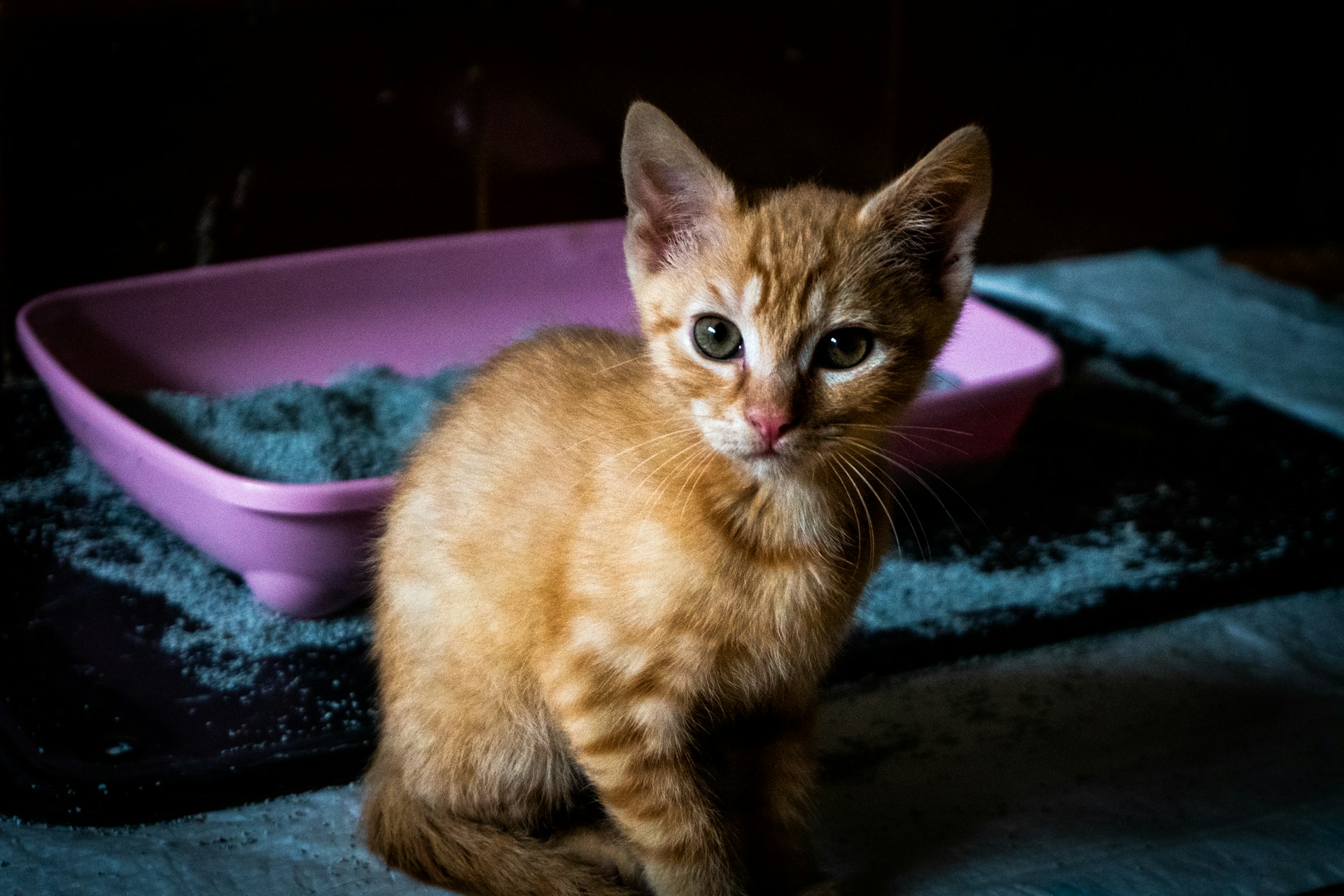 Cat ignoring the litter box? It could be a medical problem or they might have issues with the litter, the smell, or the box itself.