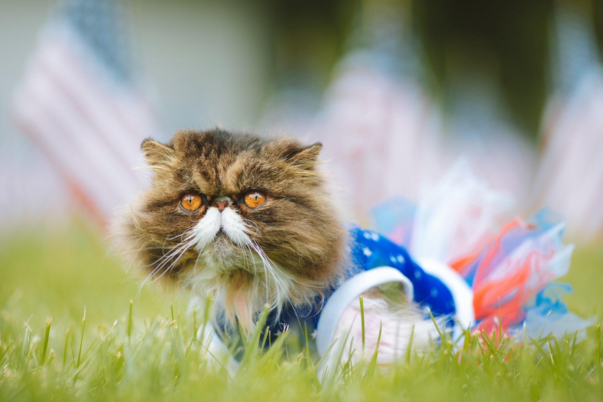 4th of July fireworks can be stressful and frightening for pets. Keep them inside, close the windows, and create a quiet area.