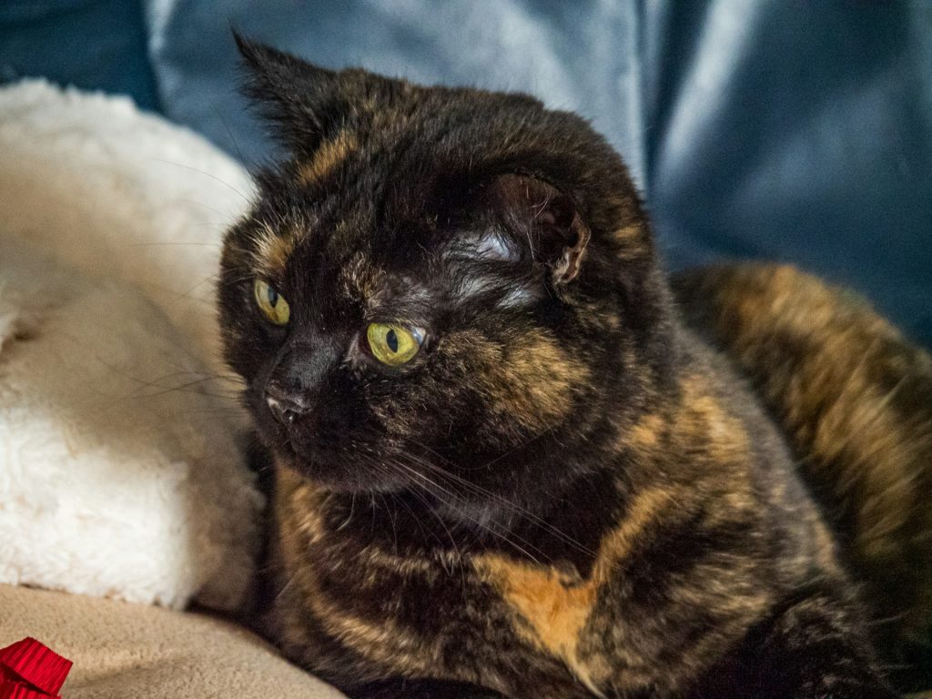 And as vets, we know a lot of fun facts about cats! So for National Adopt a Cat Month, here are five things that might surprise you.