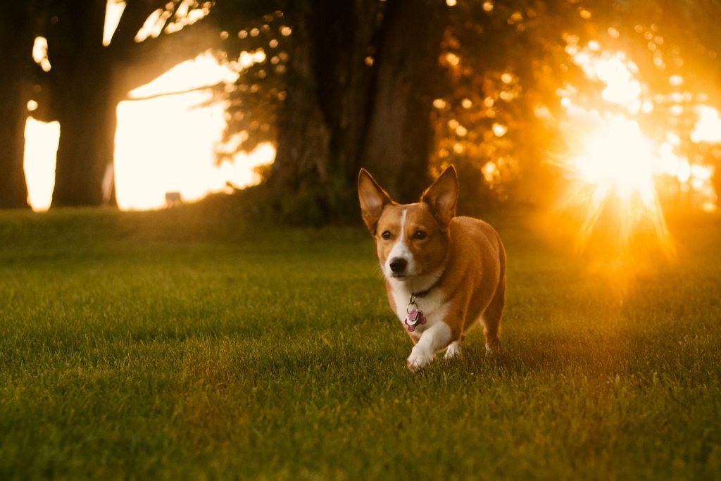 When the temp hits 86º, he asphalt is 135º. If you can’t hold your hand on the pavement for 10 seconds, it’s too hot outside for dogs.