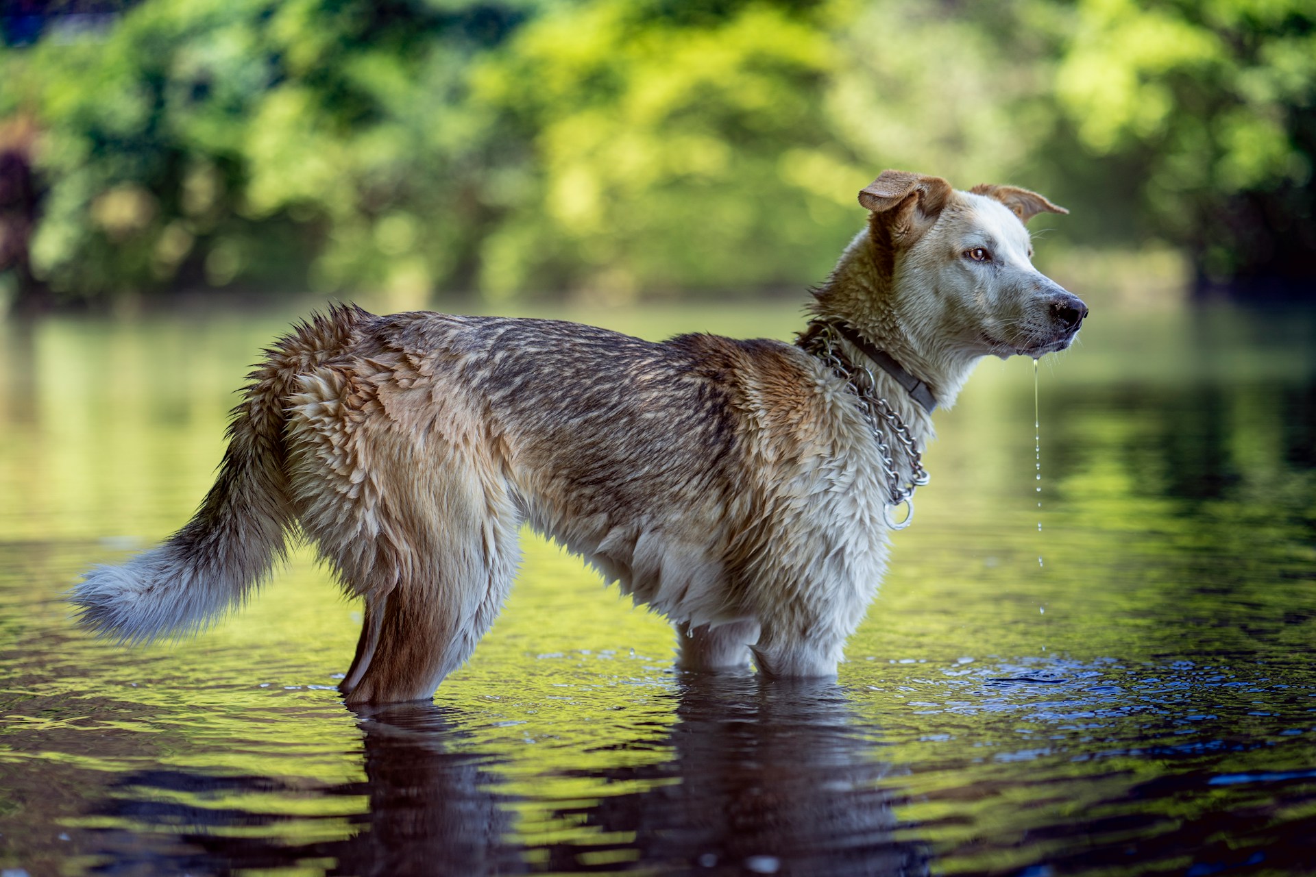 You should never let your dog drink out of creeks, lakes, or puddles. Water-borne diseases can have serious consequences.