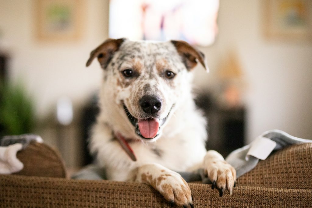 If your pet has never had a dental cleaning, this is a good time to get an exam. Regular dental care helps prevent tooth loss and infections.