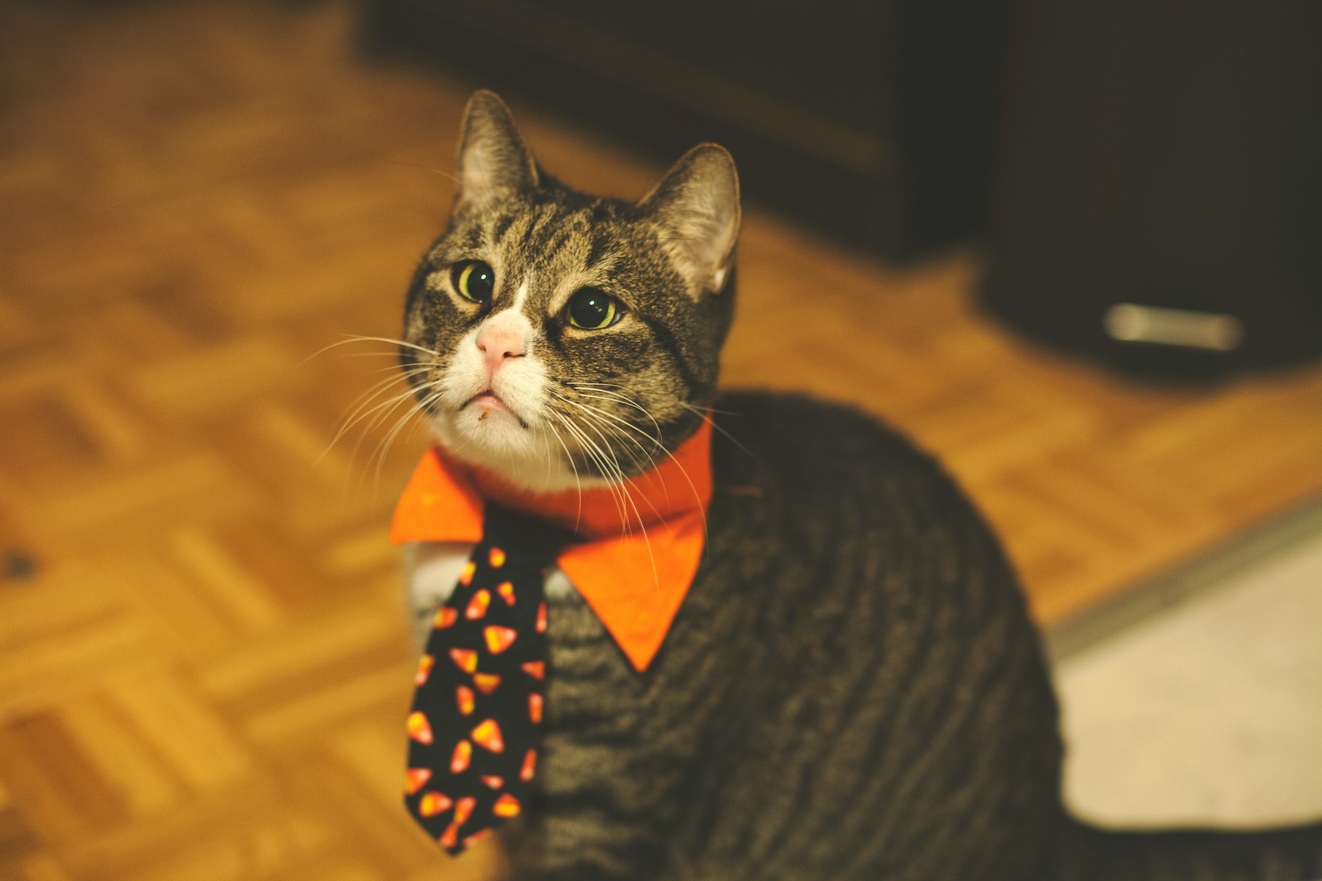 Dogs and cats can’t eat chocolate because the theobromine and caffeine make it poisonous to them.
