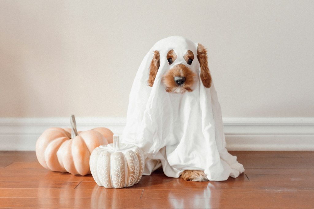For a pet-friendly Halloween, create a safe space in the home. Keep the candy dish away from pets and serve up some homemade treats instead.