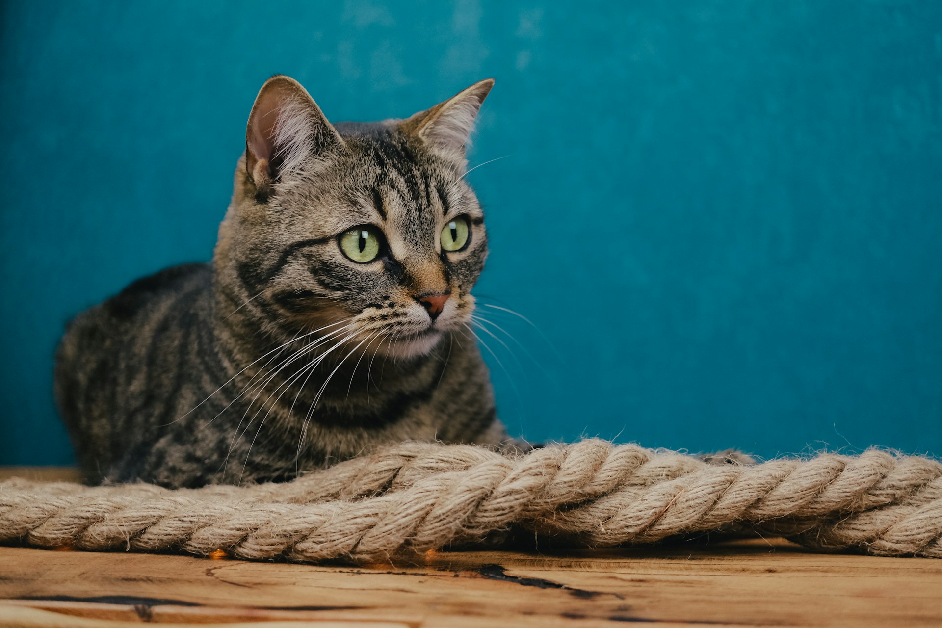 The two biggest causes of tooth loss in cats are tooth resorption and periodontal disease. Dental cleanings are the best way to prevent both.
